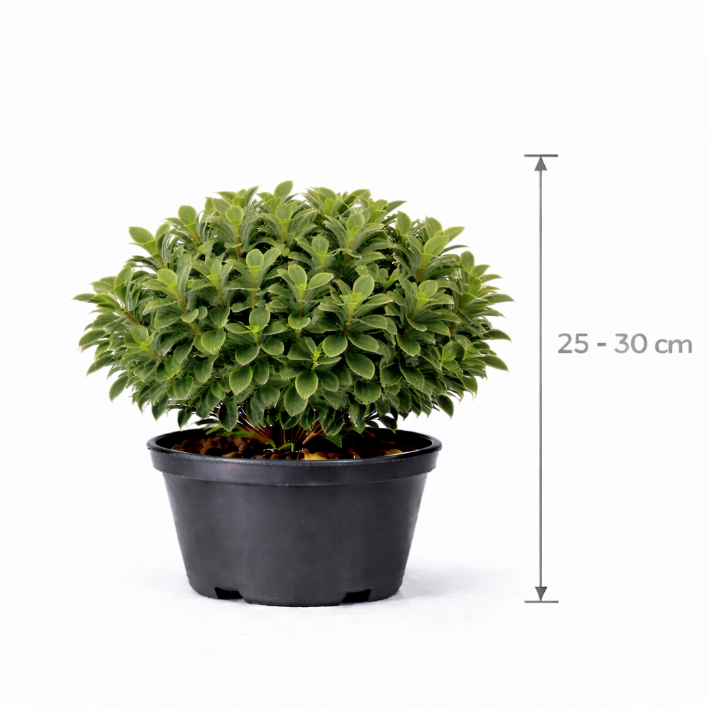 Pittosporum tob. 'Nanum' 25 - 30