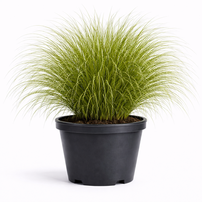 Miscanthus sin. 'Gracillimus' C7,5