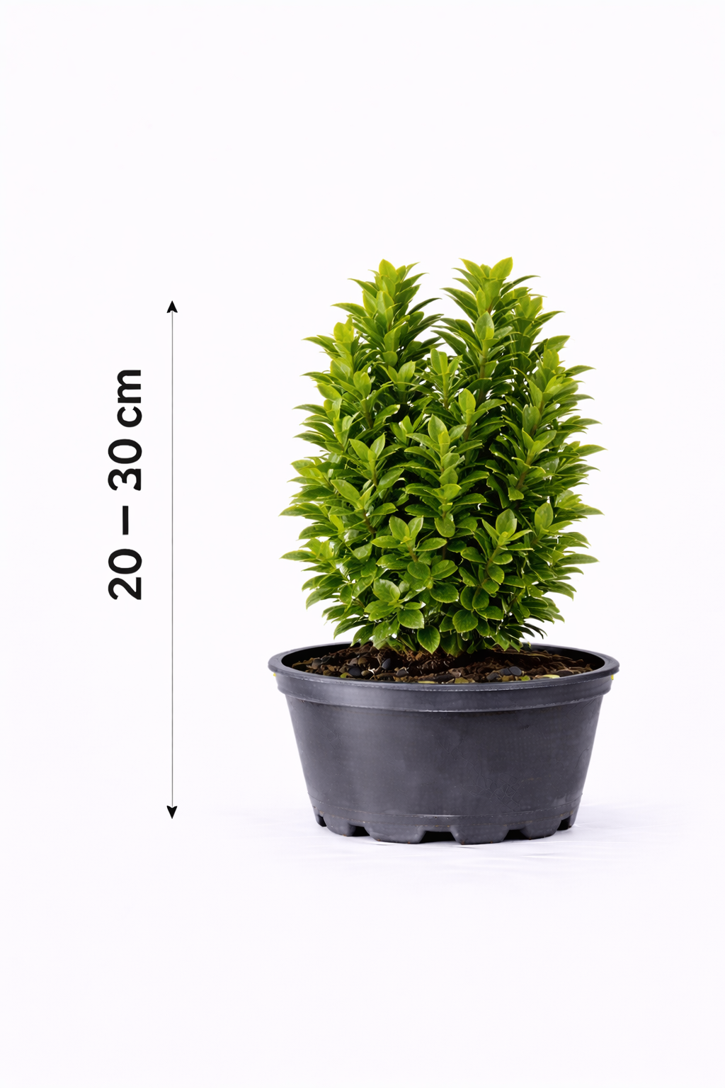 Euonymus jap. 'Green Spire' 20 - 30