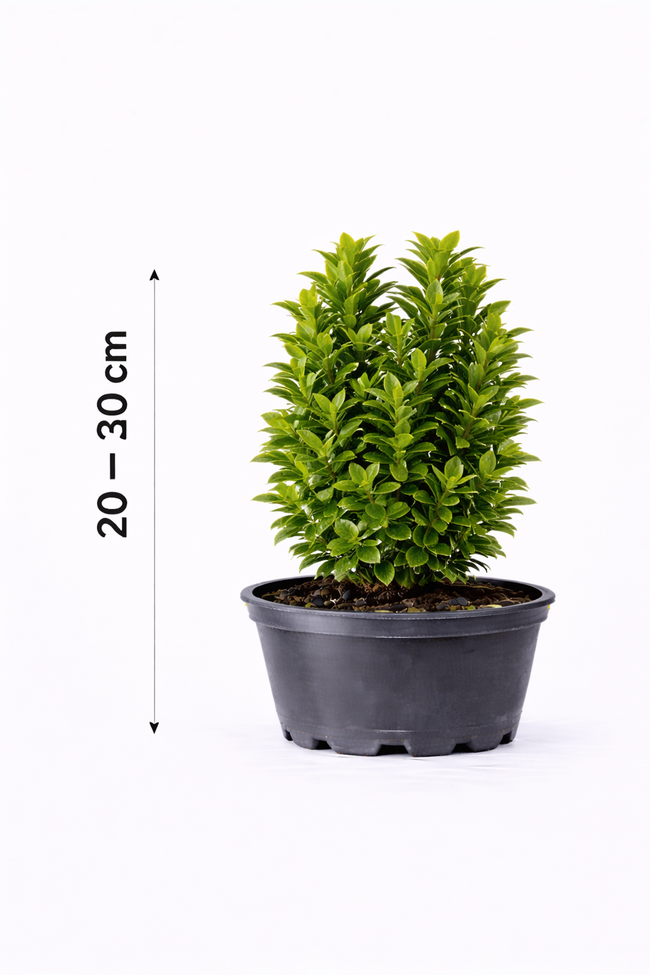 Euonymus jap. 'Green Spire' 20 - 30