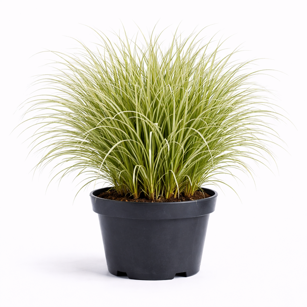 Miscanthus sin. 'Morning Light' C3