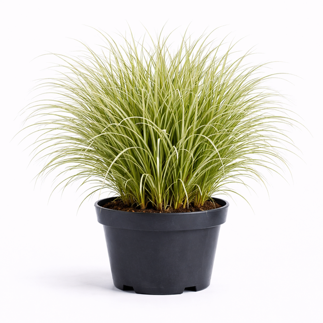 Miscanthus sin. 'Morning Light' C3