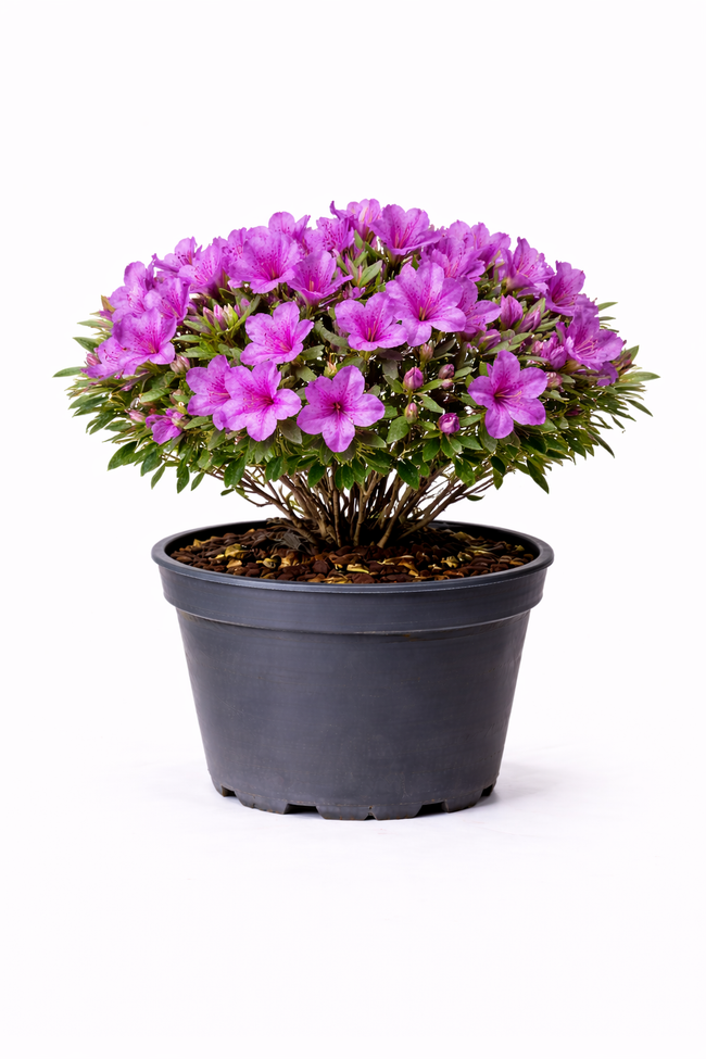 Azalea jap. paars 30 - 40 C3