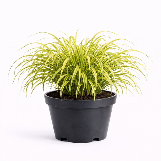 Hakonechloa macra 'Aureola' C3