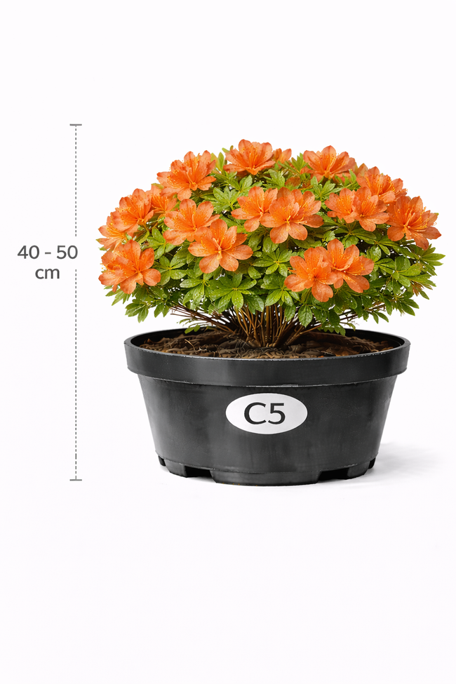Azalea mollis oranje 40 - 50 C3