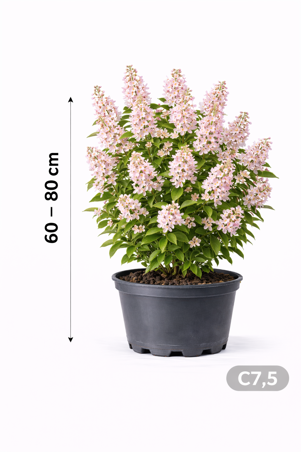Deutzia hybr. 'Mont Rose' 60 - 80 C7.5