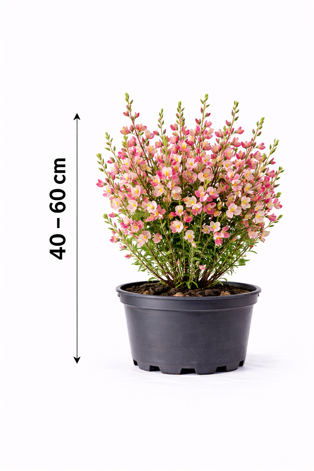 Cytisus 'Hollandia' 40 - 60