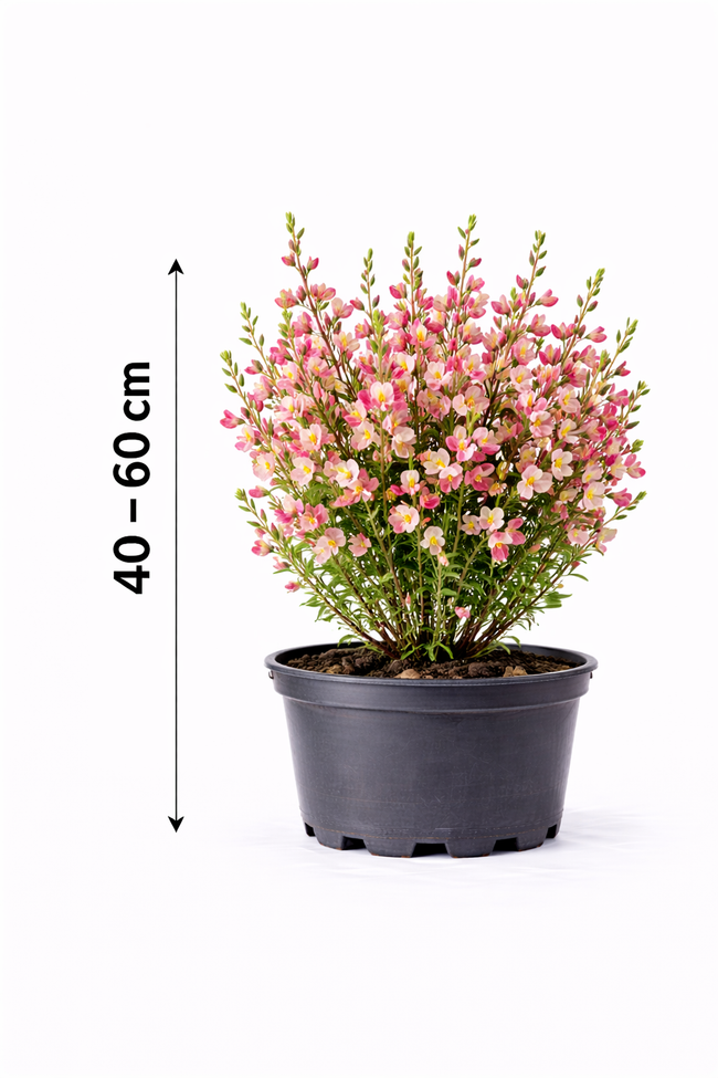Cytisus 'Hollandia' 40 - 60