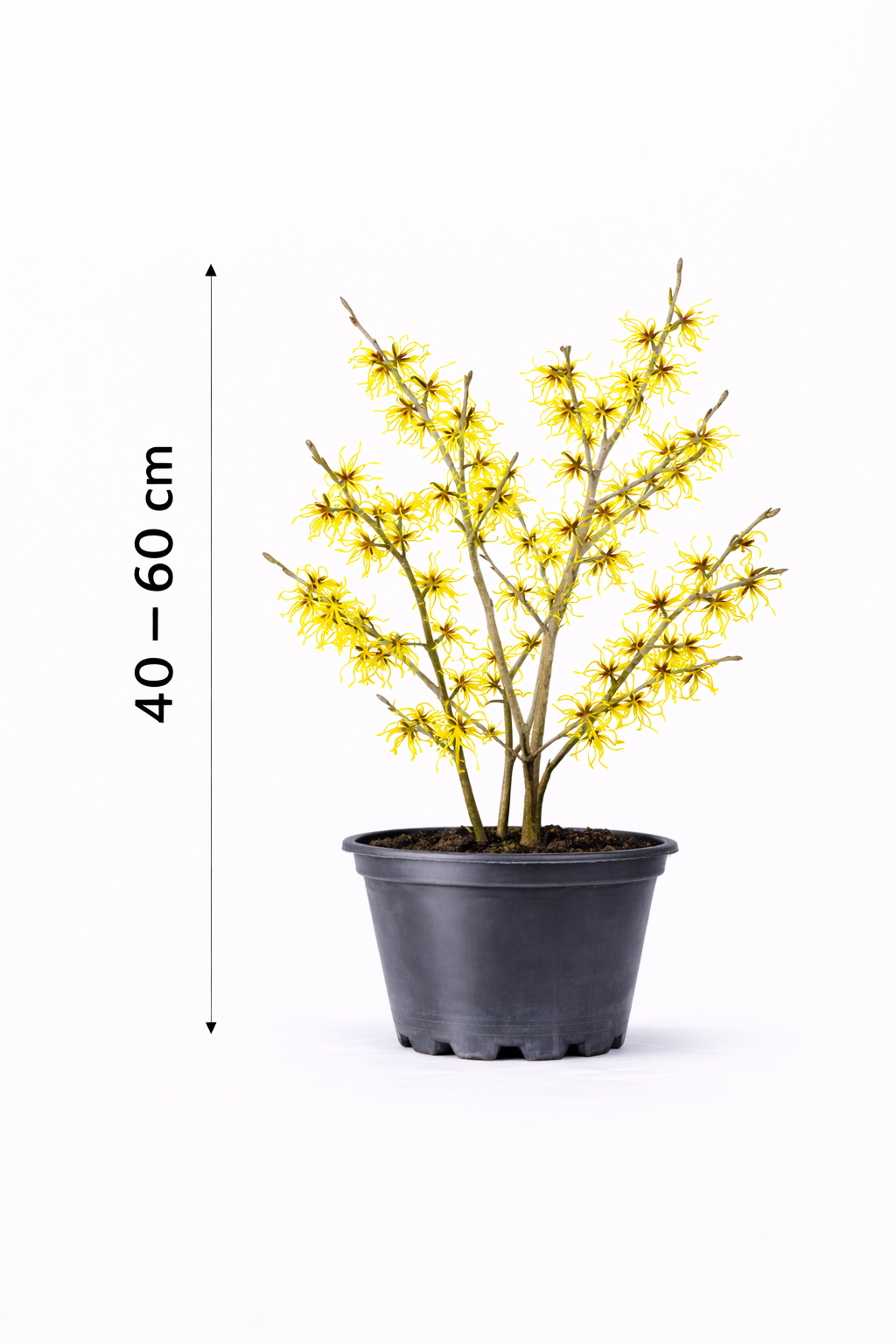 Hamamelis int. 'Arnold Promise' 40 - 60