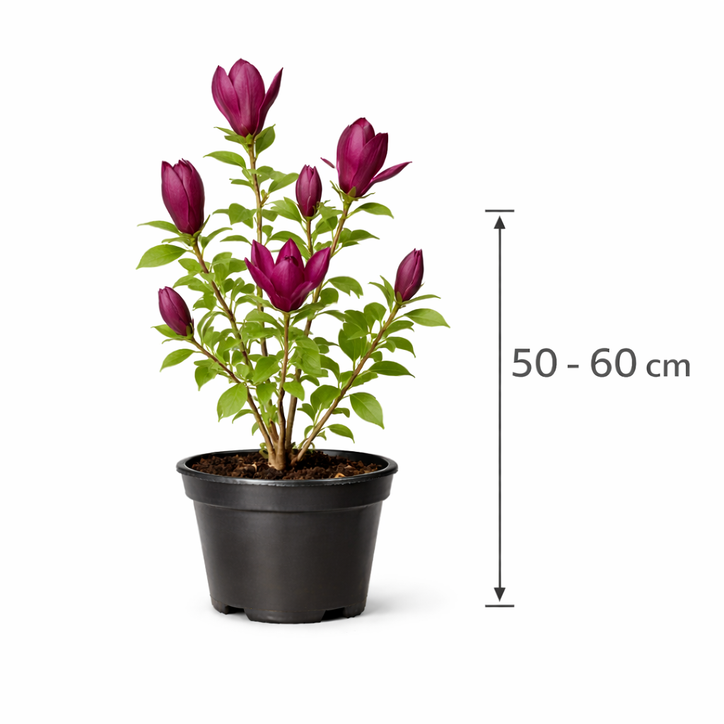 Magnolia liliiflora 'Nigra' 50 - 60