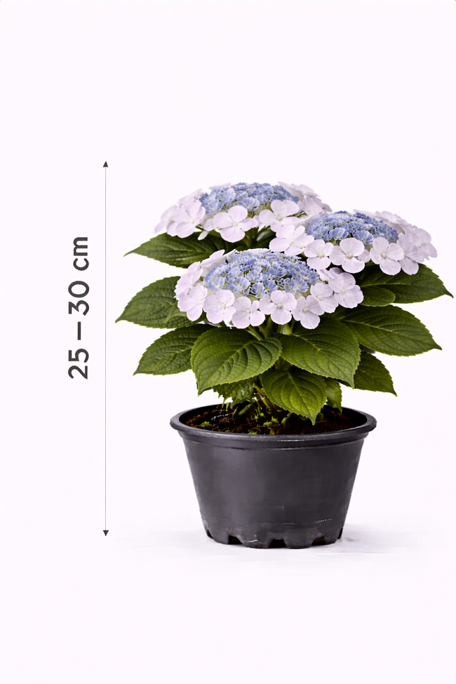 Hydrangea macr. 'Mariesii Perfecta' 25 - 30