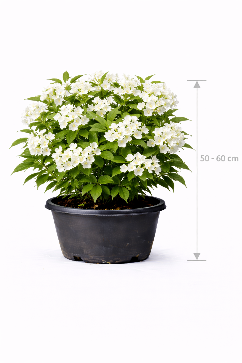 Weigela hybr. 'Candida' 50 - 60