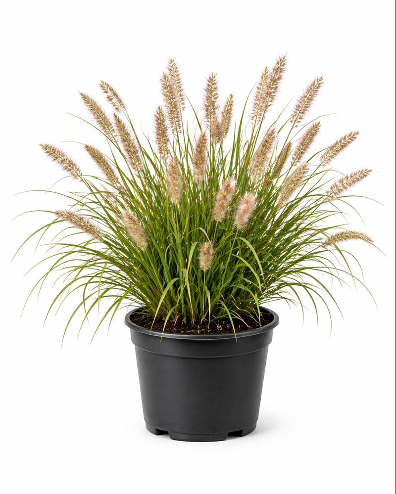 Pennisetum alop. 'Hameln' C3