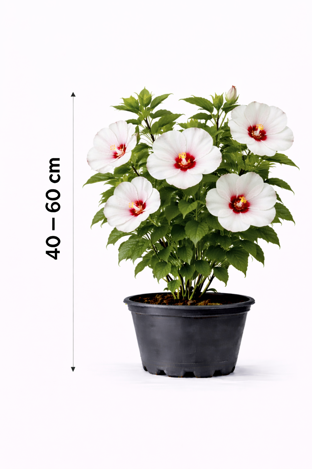 Hibiscus syr. 'Red Heart' 40 - 60