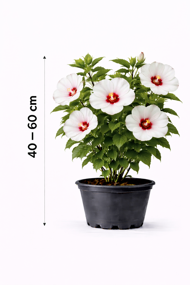Hibiscus syr. 'Red Heart' 40 - 60