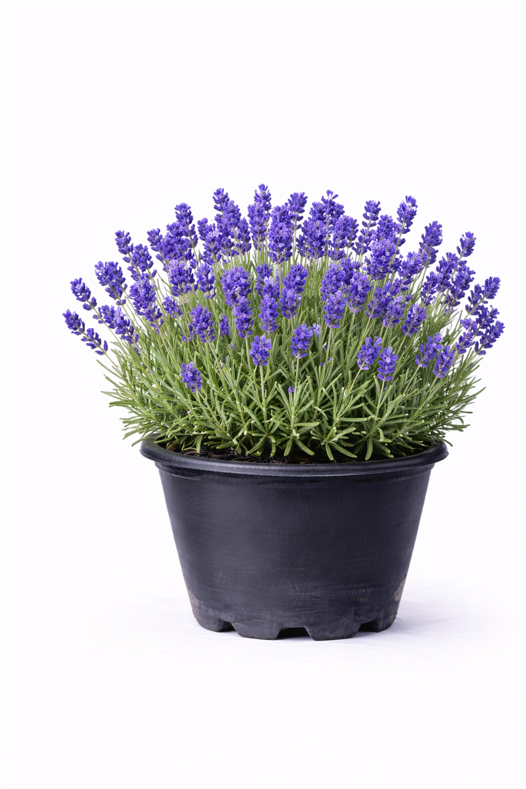 Lavandula ang. 'Dwarf Blue' C3