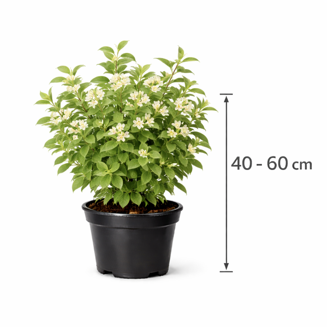 Lonicera xylosteum 40 - 60