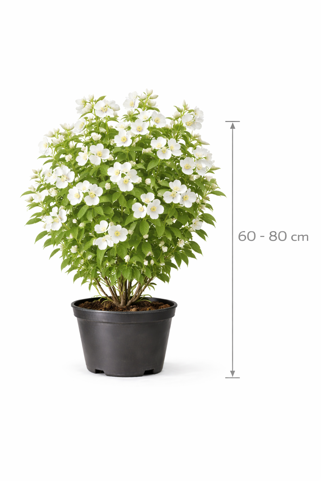 Philadelphus coronarius 60 - 80 C7.5