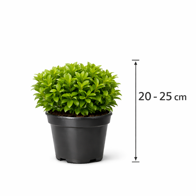 Ligustrum jap. 'Rotundifolium' 20 - 25