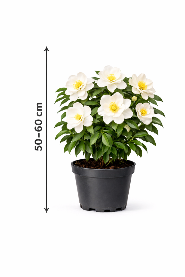 Camellia japonica wit-blanc 50 - 60