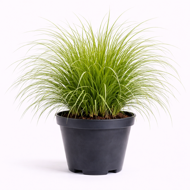 Cortaderia selloana C3