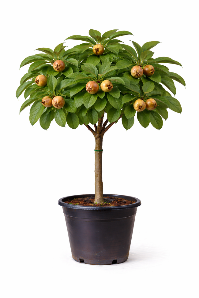 Mespilus germanica halfstam c7.5