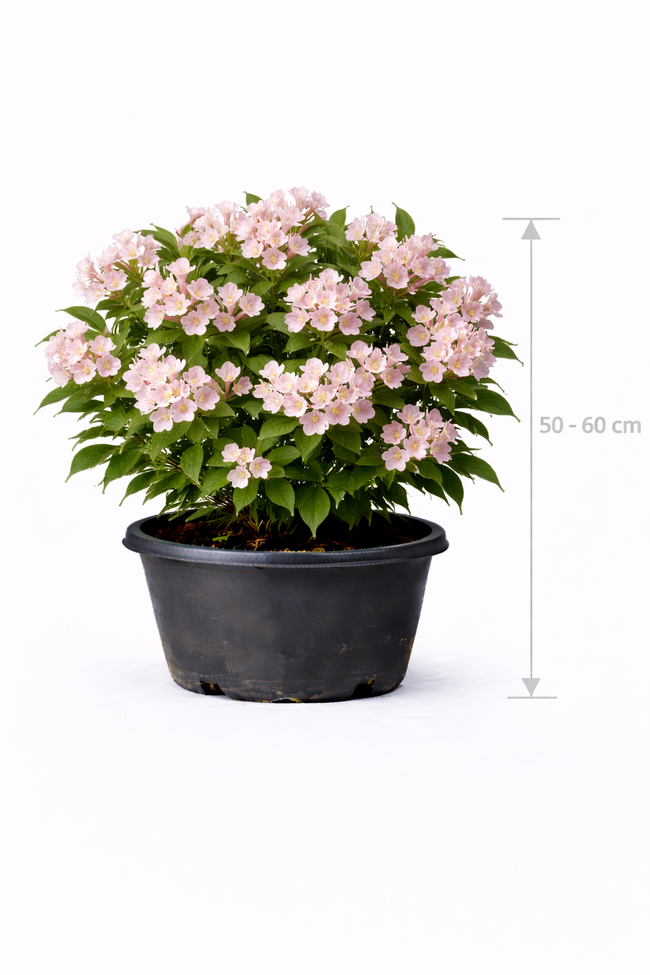 Weigela hybr. 'Rosea' 50 - 60