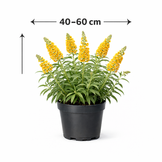 Buddleja weyeriana 'Sungold' 40–60 cm – Vlinderstruik
