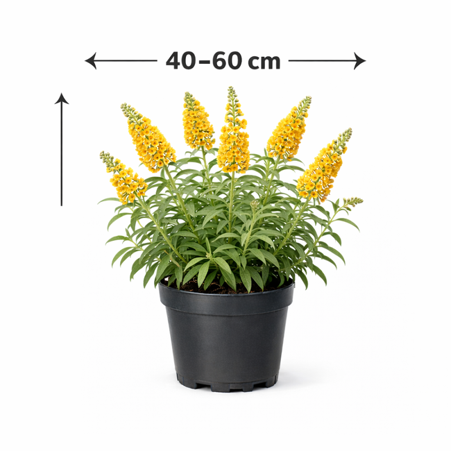 Buddleja weyeriana 'Sungold' 40 - 60