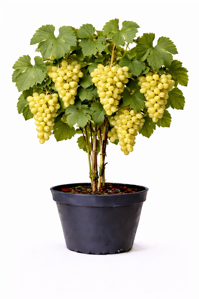 Vitis vin. 'Vroege van der Laan' 50 - 60