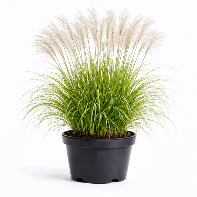 Miscanthus sin. 'Silberfeder' C3