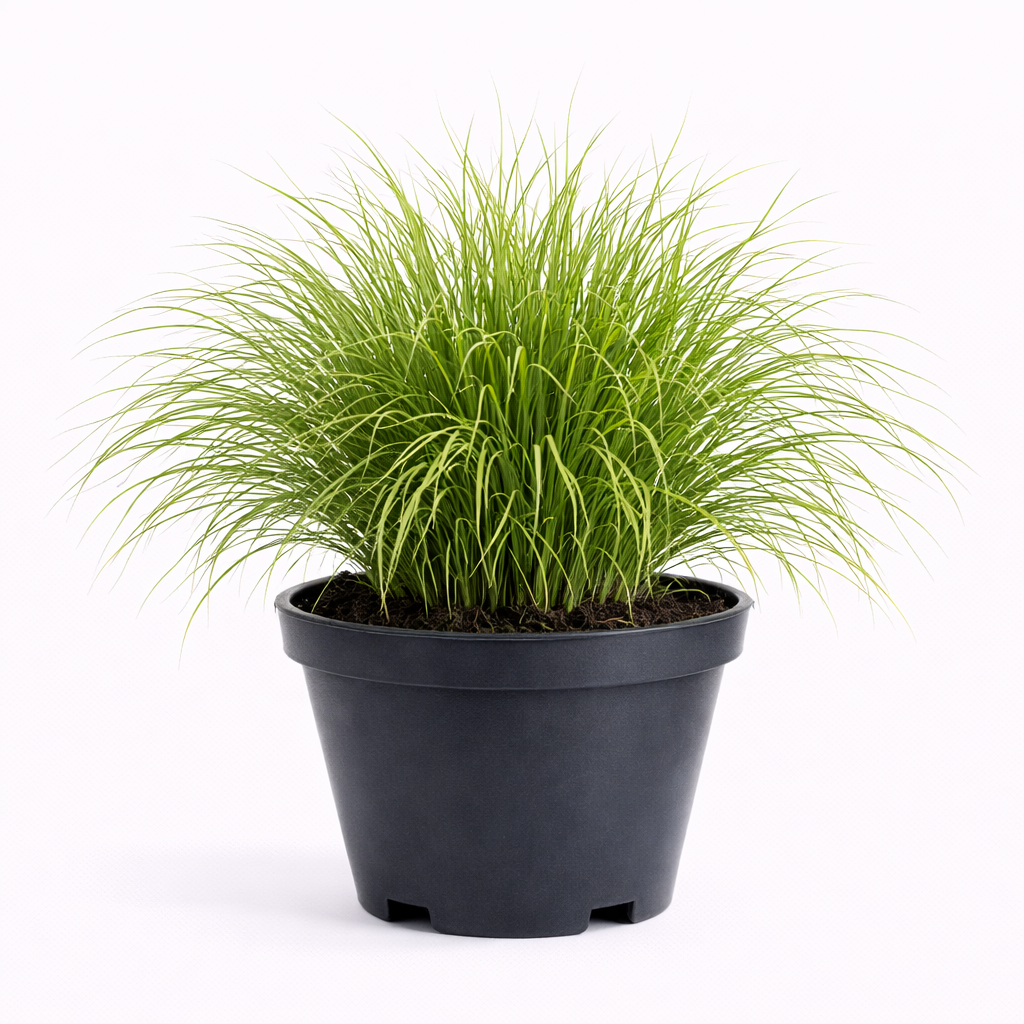 Deschampsia cespitosa C3