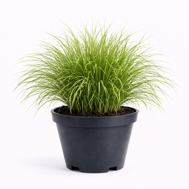 Deschampsia cespitosa C3