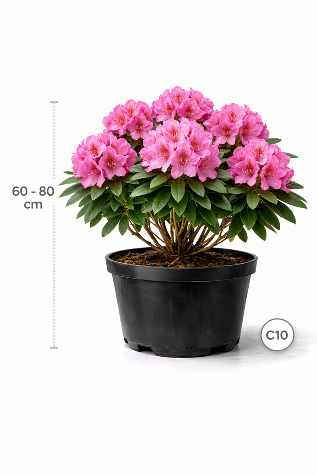 Rhodo (catawb.) 'Germania' 60 - 80 C10