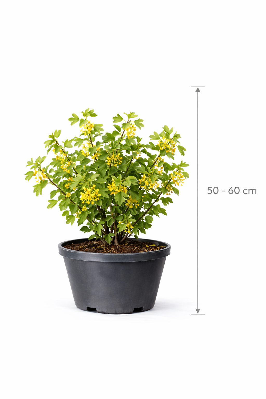 Ribes odoratum 50 - 60