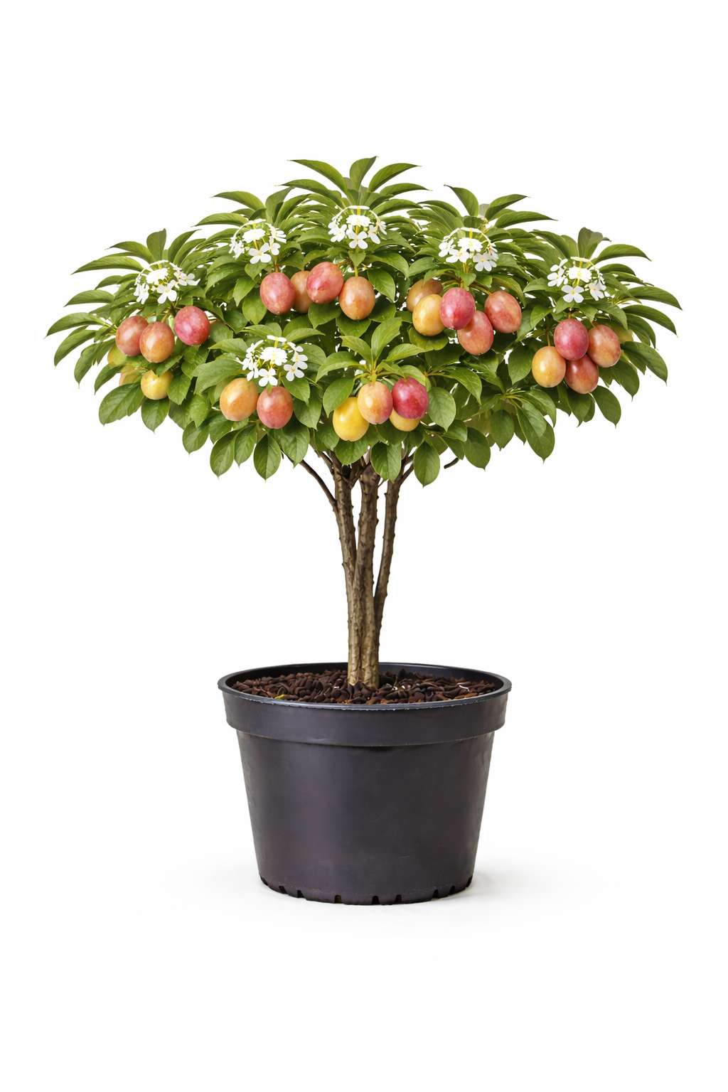 Prunus dom. 'Victoria' struik c7.5