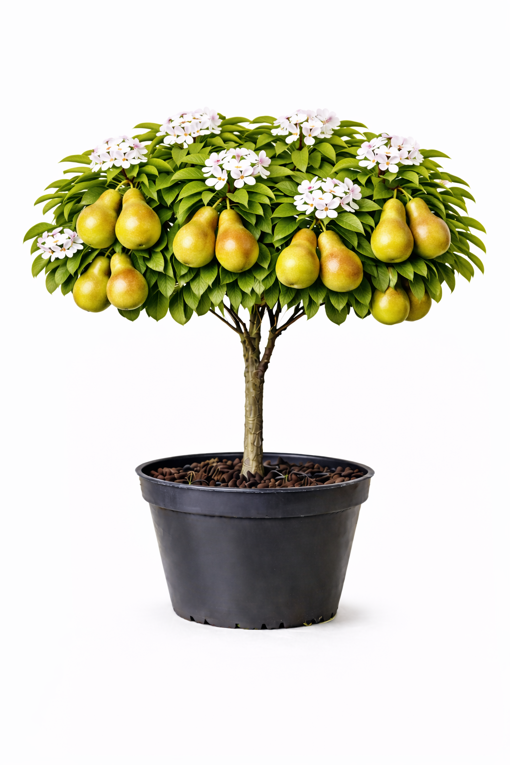 Pyrus comm. 'William's Bon Chretien' struik C7.5