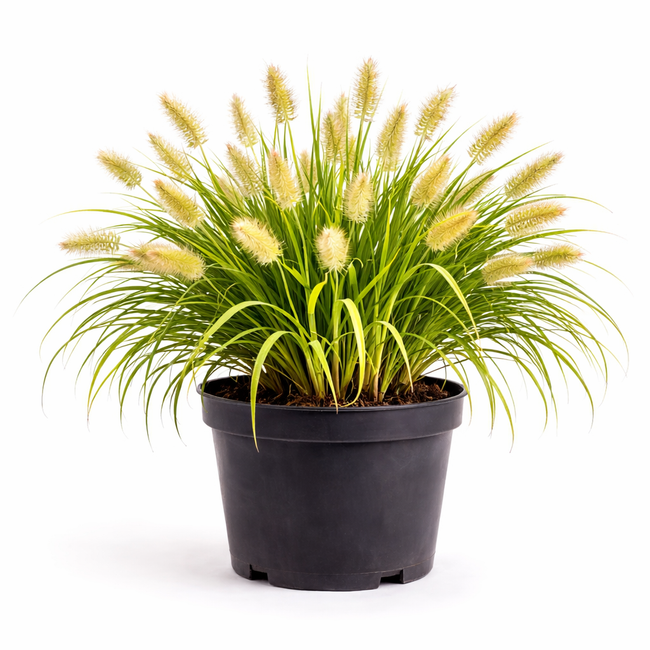 Pennisetum alop. 'Gelbstiel' C3