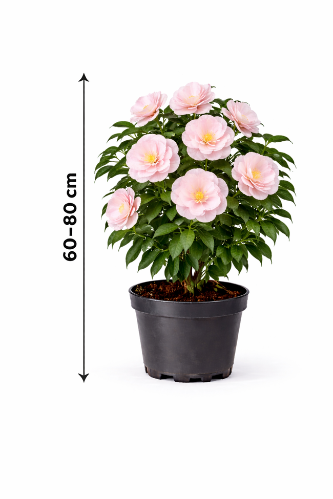 Camellia japonica roze-rose 60 - 80