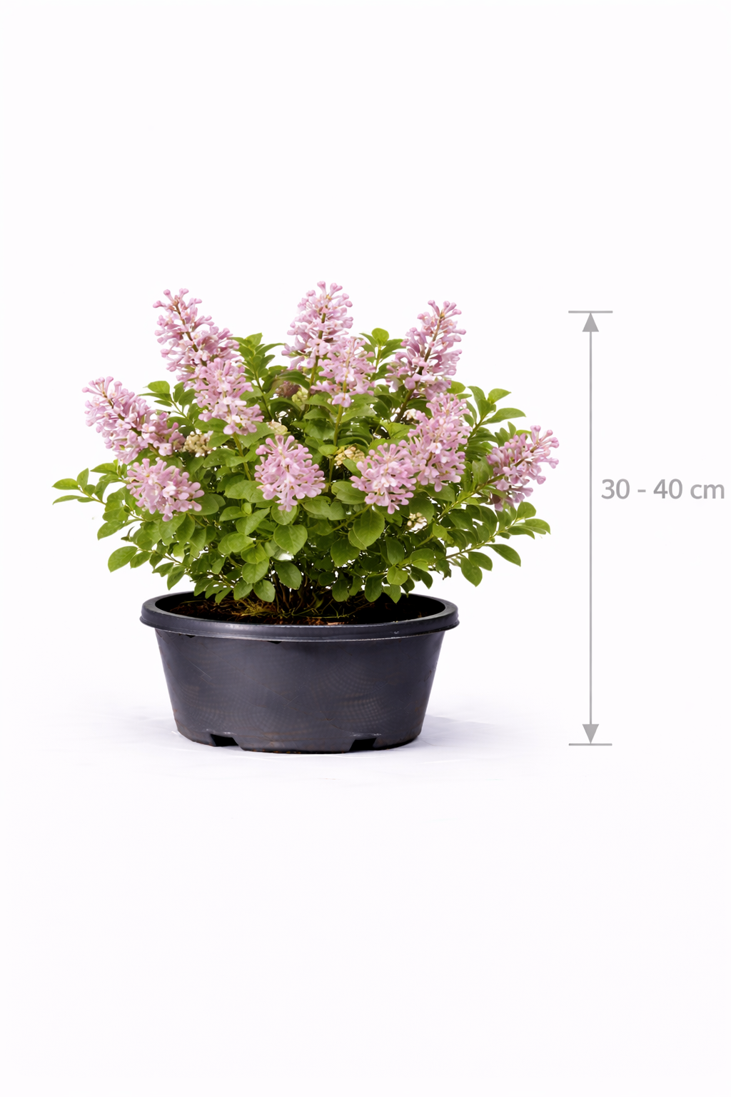 Syringa hybr. 'Josee' 30 - 40