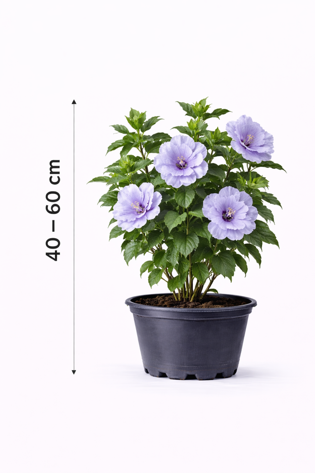 Hibiscus syr. 'Blue Chiffon' 40 - 60