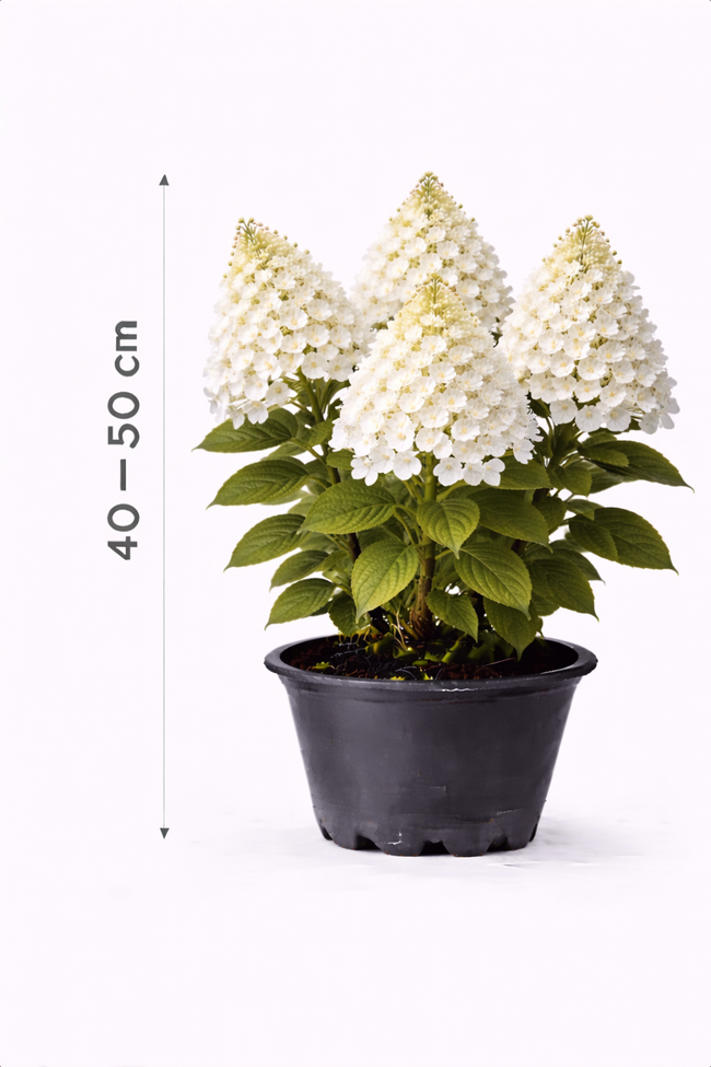 Hydrangea pan. 'Kyushu' 40 - 50
