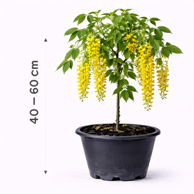 Laburnum anagyroides 40 - 60