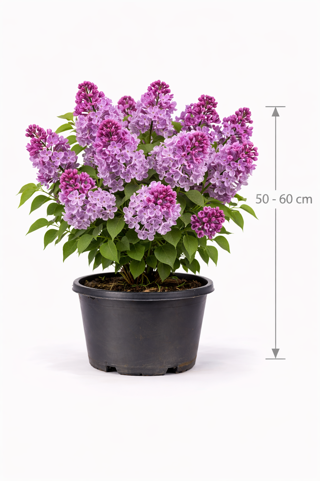 Syringa vulg. 'Carpe Diem' 50 - 60