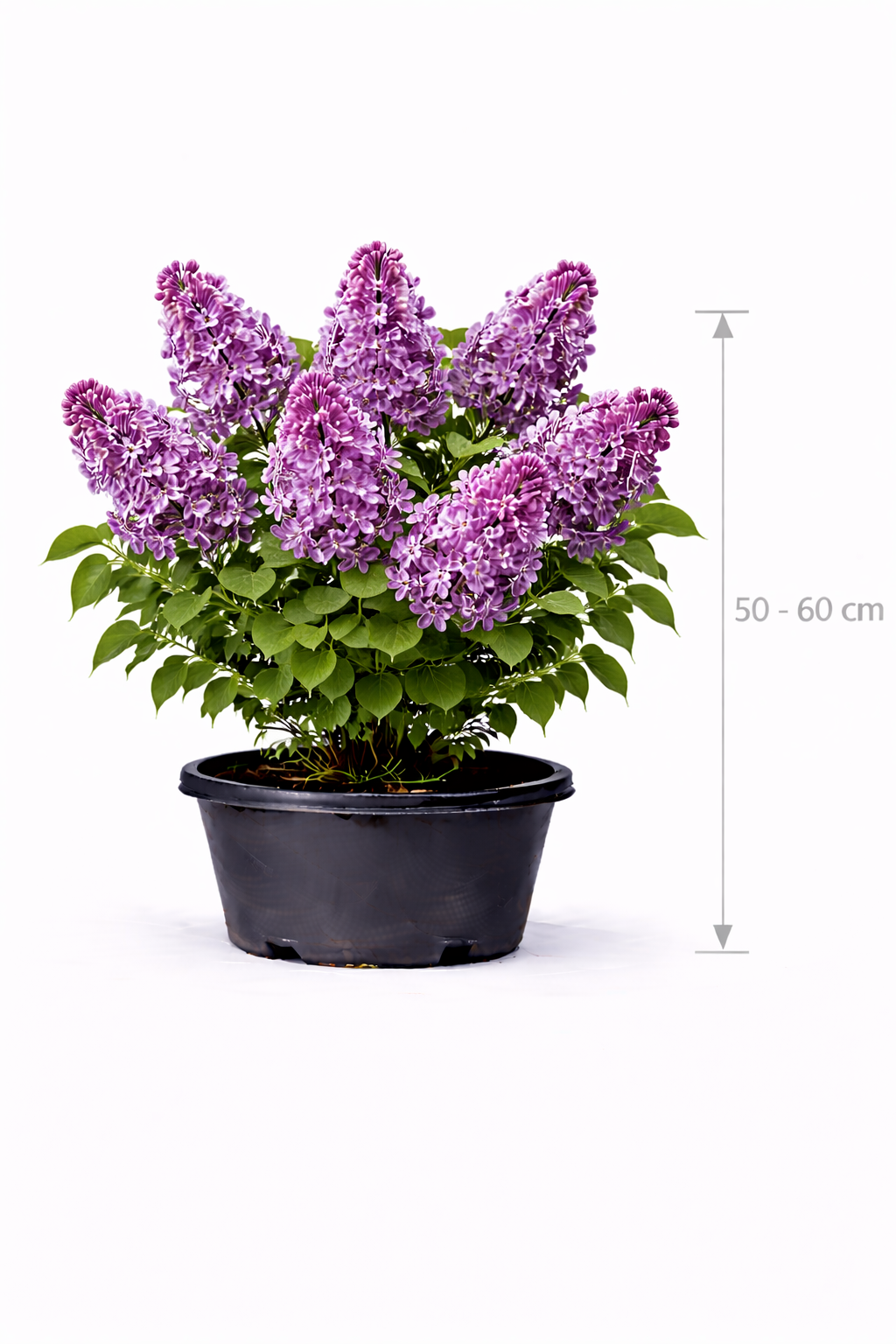 Syringa vulg. 'Sensation' 50 - 60