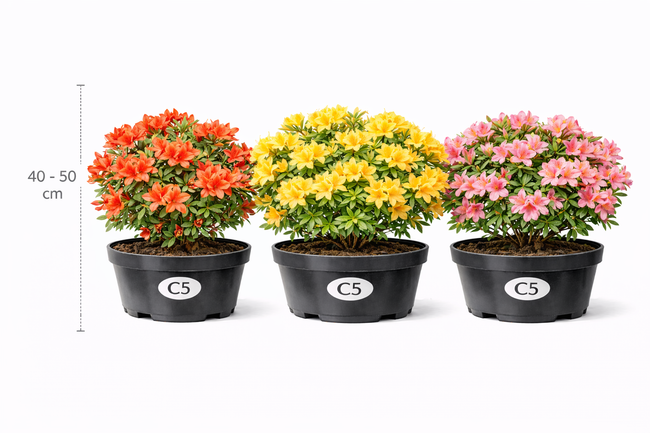 Azalea knaphill in soorten - en var 40 - 50 C3