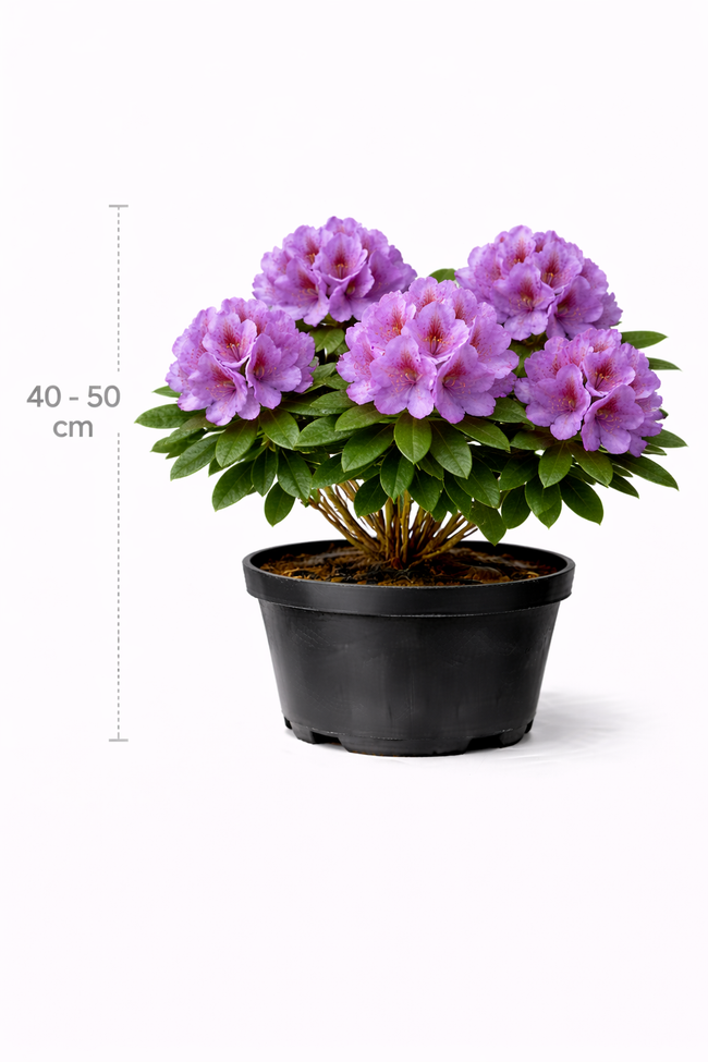 Rhodo (catawb.) 'Grandiflorum' 40- 50 C4