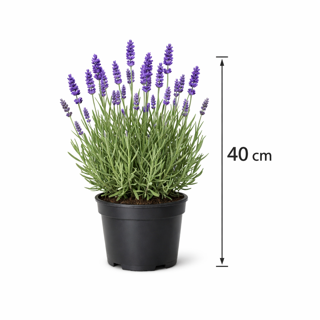 Lavandula int. 'Dutch' C3