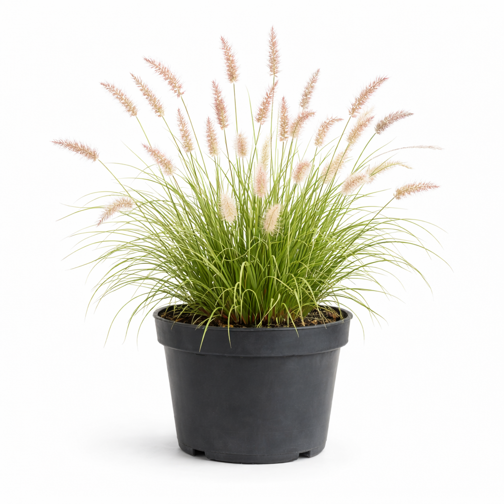 Pennisetum orientale C3
