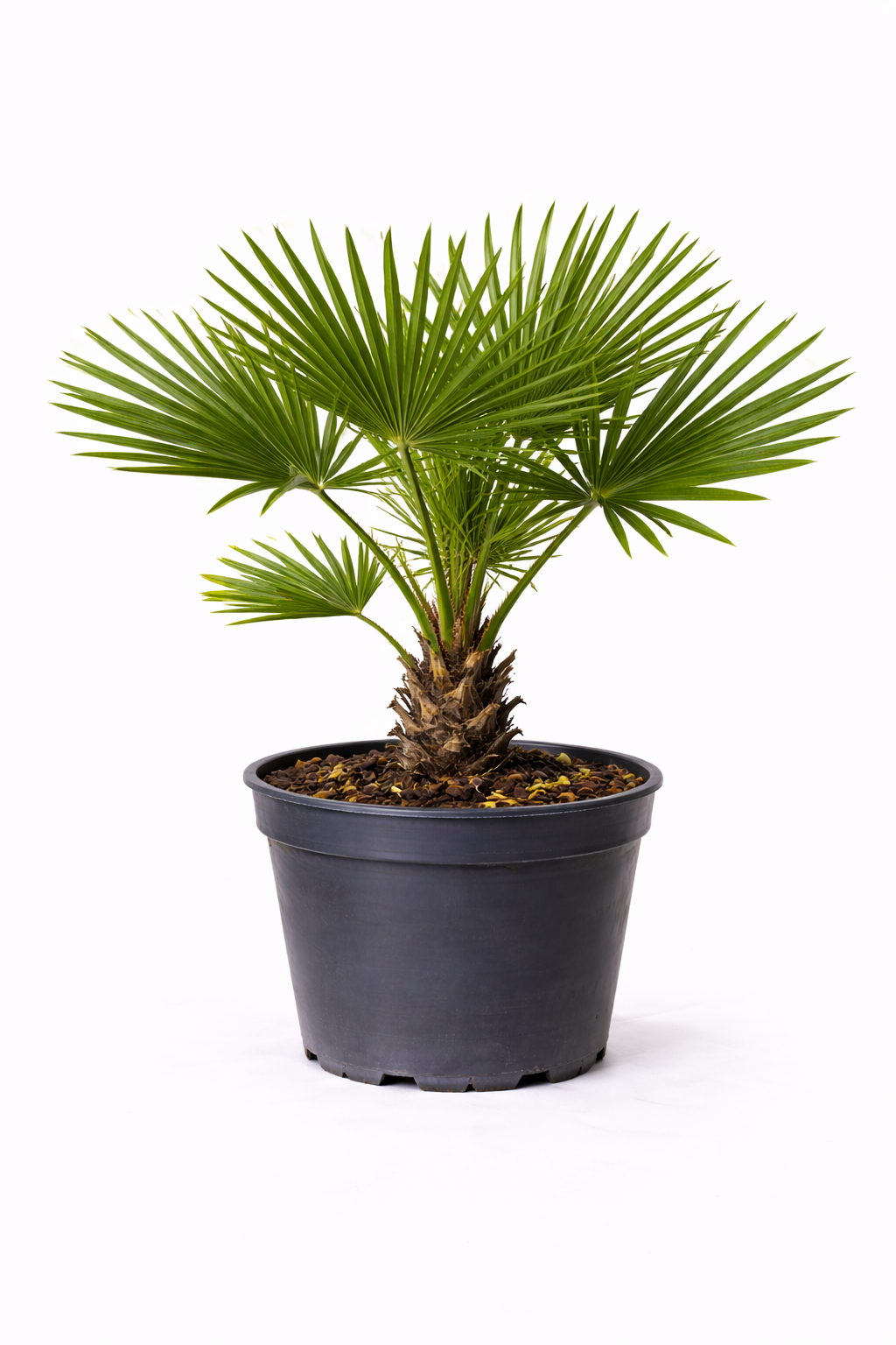 Trachycarpus fortunei c7